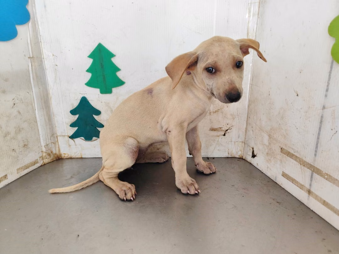 White young female mixed-breed dog, Medium, shelter no. …1714