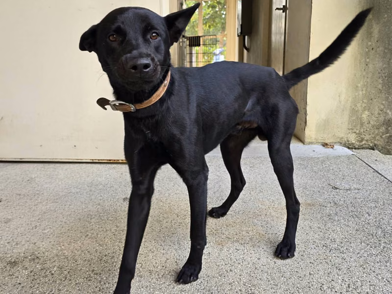 Black adult male mixed-breed dog, Large, shelter no. …7004