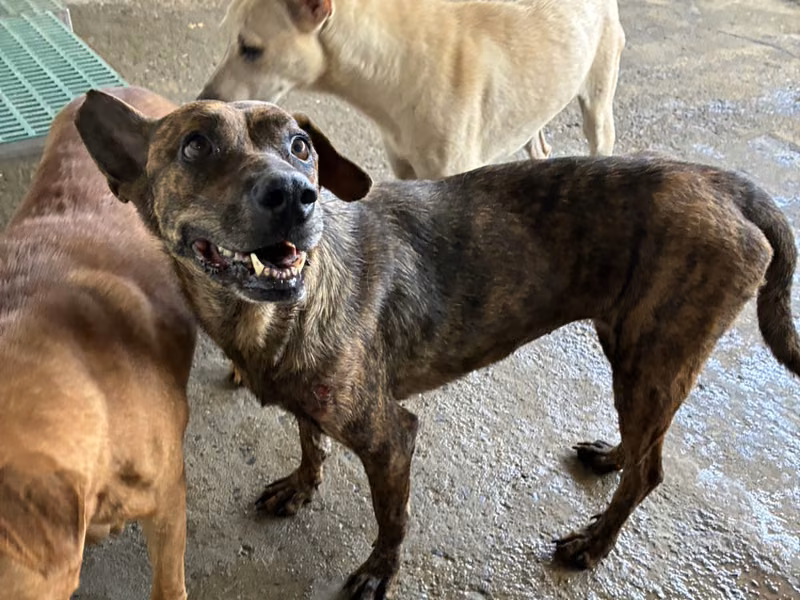 Tabby adult female mixed-breed dog, Medium, shelter no. …5005