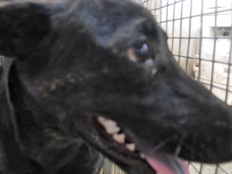 Black adult male mixed-breed dog, Medium, shelter no. …9-04