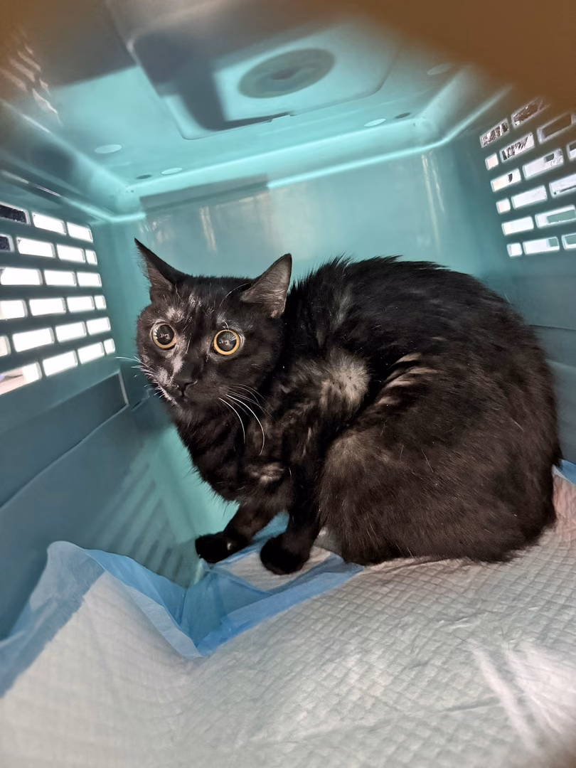 Black adult male mixed-breed cat, Small, shelter no. …2306