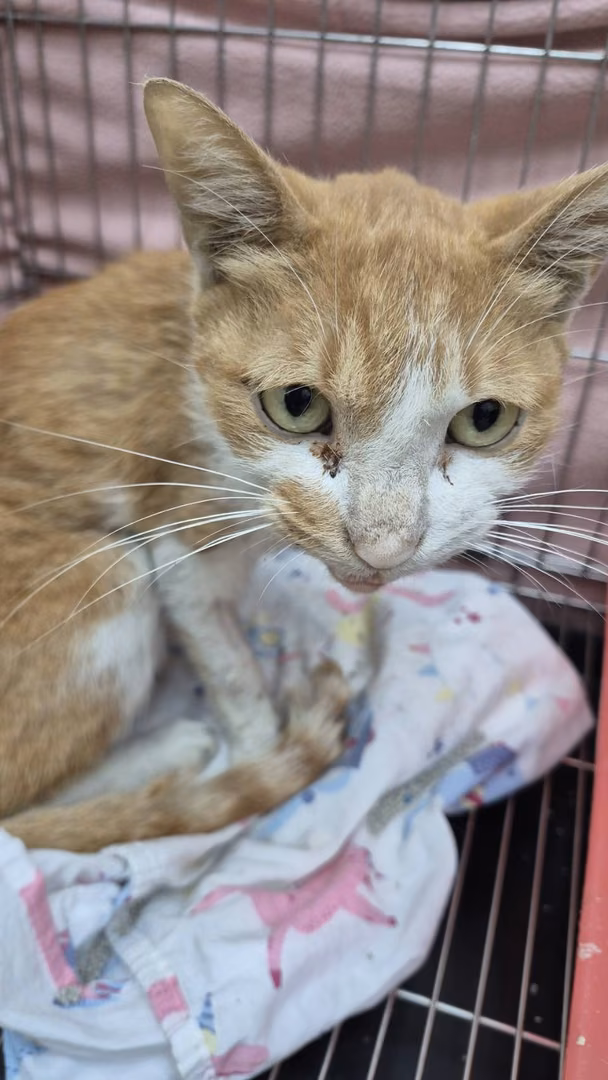 Orange-and-white adult male mixed-breed cat, Small, shelter no. …3002