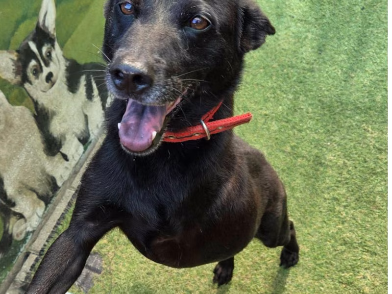 Black adult male mixed-breed dog, Medium, shelter no. …1-08