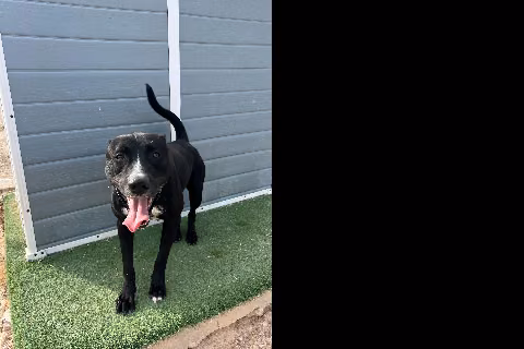 Romeo, Adult · Male · American Staffordshire Terrier