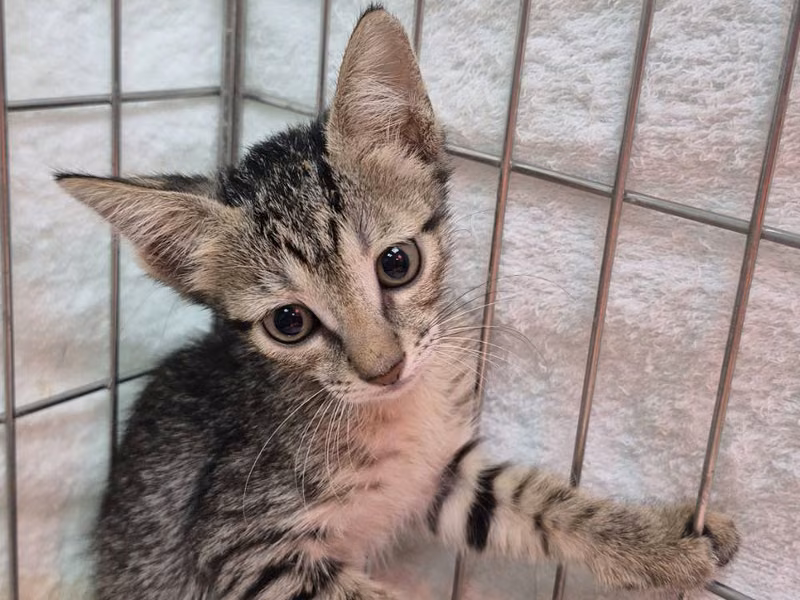 Tabby young female mixed-breed cat, Small, shelter no. …3003