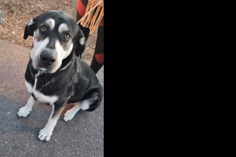 Ladrina Turner, Young · Female · Mixed breed