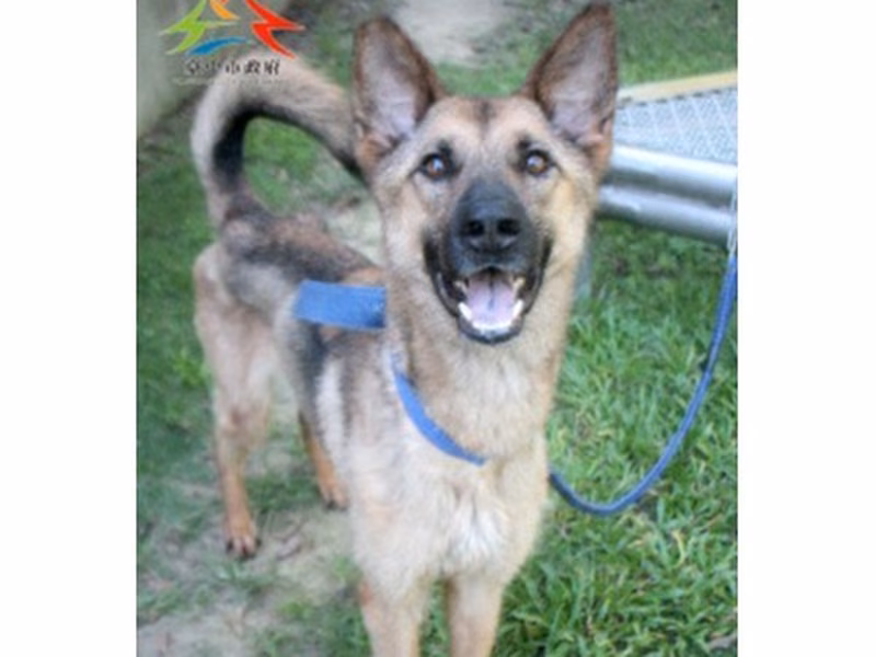 Black-and-brown adult female mixed-breed dog, Large, shelter no. …6008