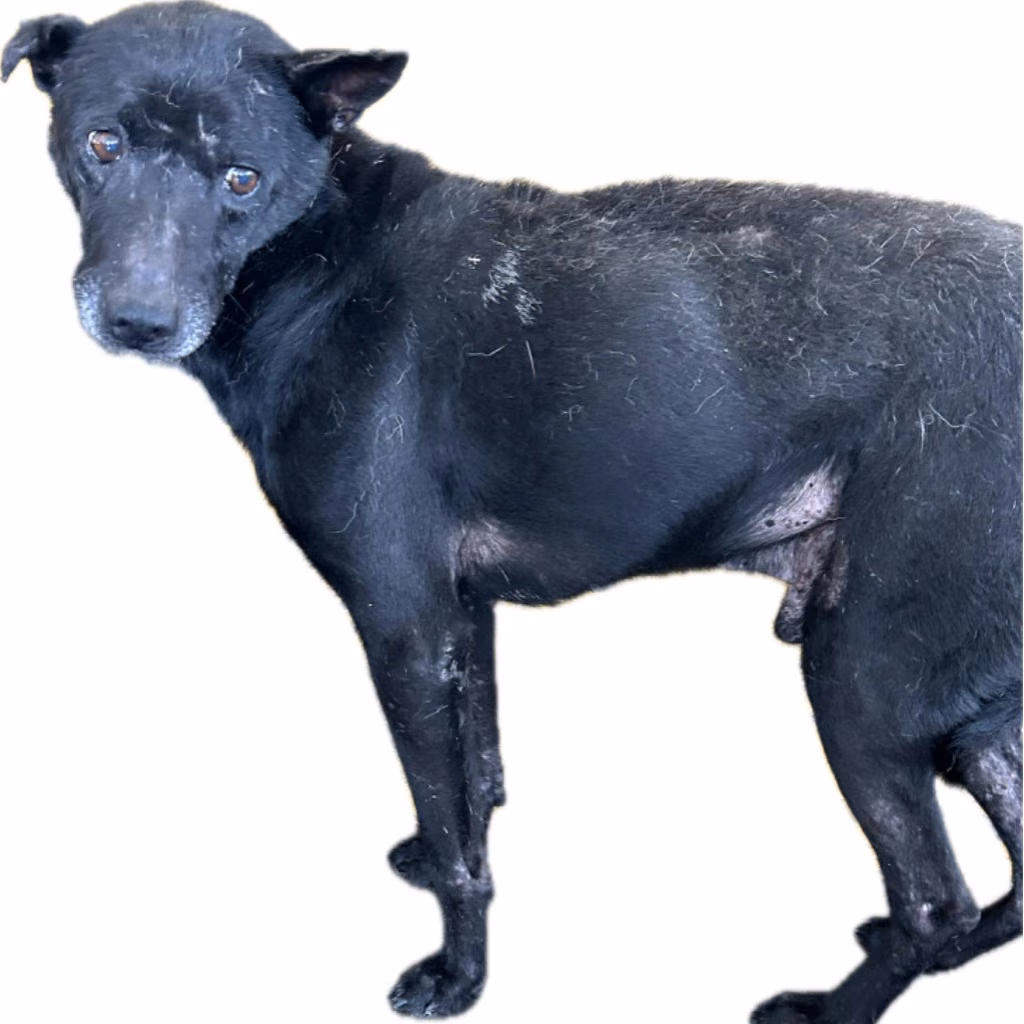 Black adult male mixed-breed dog, Large, shelter no. …6031