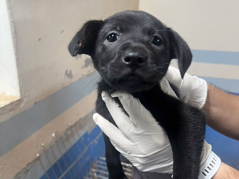 Black young female mixed-breed dog, Small, shelter no. …1010
