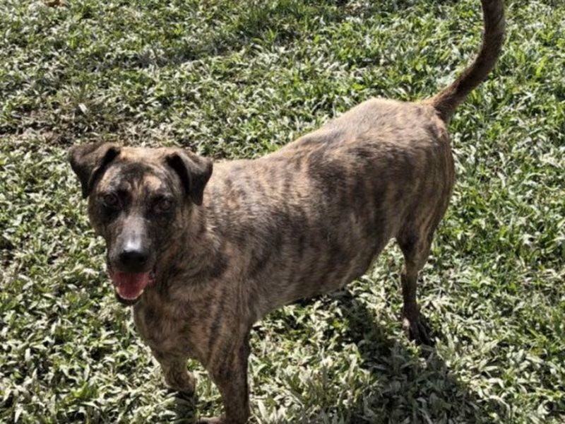 Tabby adult male mixed-breed dog, Medium, shelter no. …0307