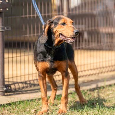 Black-and-brown adult male mixed-breed dog, Large, shelter no. …0803