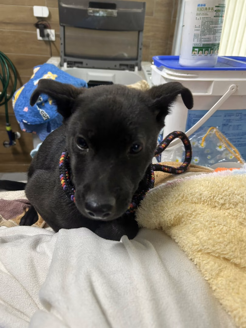 Black young male mixed-breed dog, Medium, shelter no. …1001