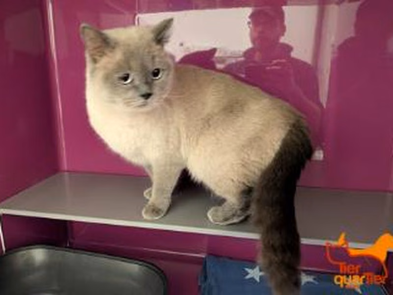 Gray adult female British Shorthair, shelter no. …4024