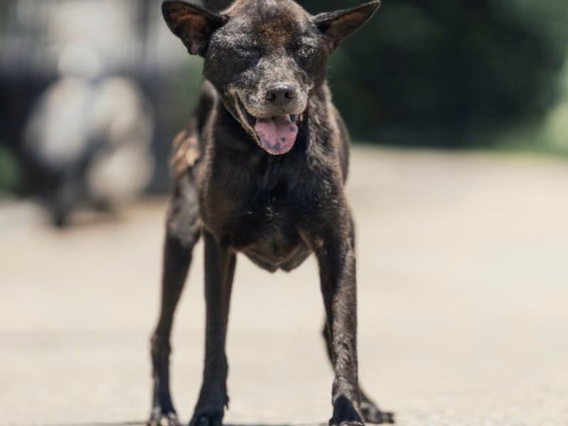 Black adult male mixed-breed dog, Medium, shelter no. …8001