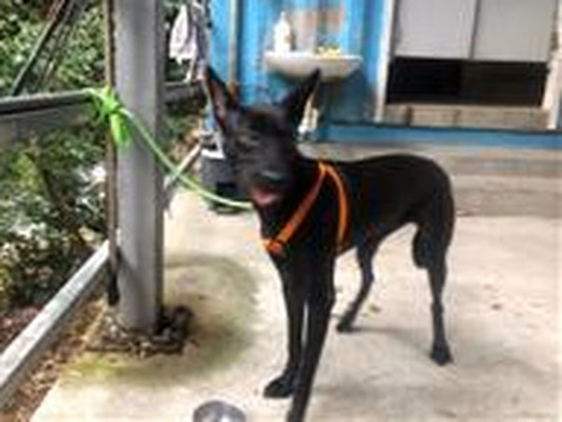 Black adult female mixed-breed dog, Medium, shelter no. …7001