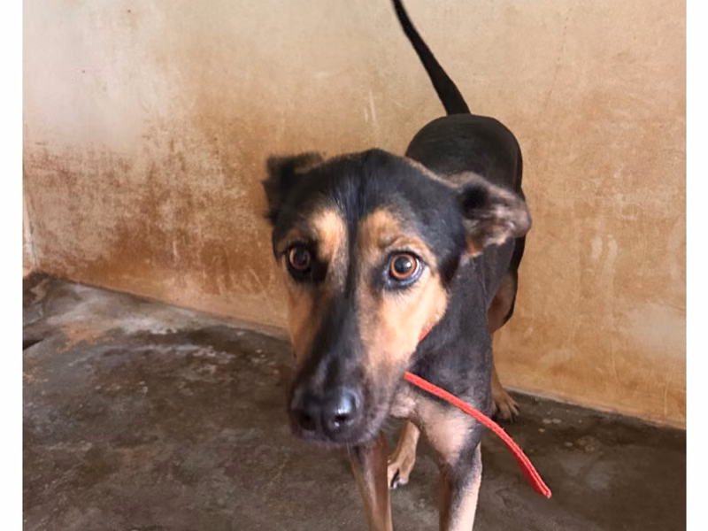 Black-and-tan adult female mixed-breed dog, Large, shelter no. …0002