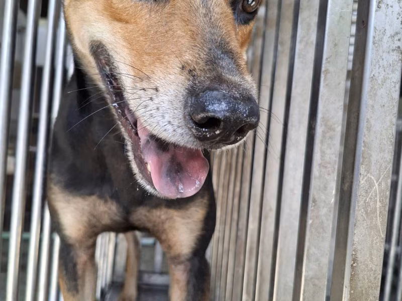 Black-and-tan adult male mixed-breed dog, Medium, shelter no. …1-02