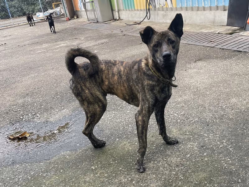 Tabby adult male mixed-breed dog, Medium, shelter no. …6001