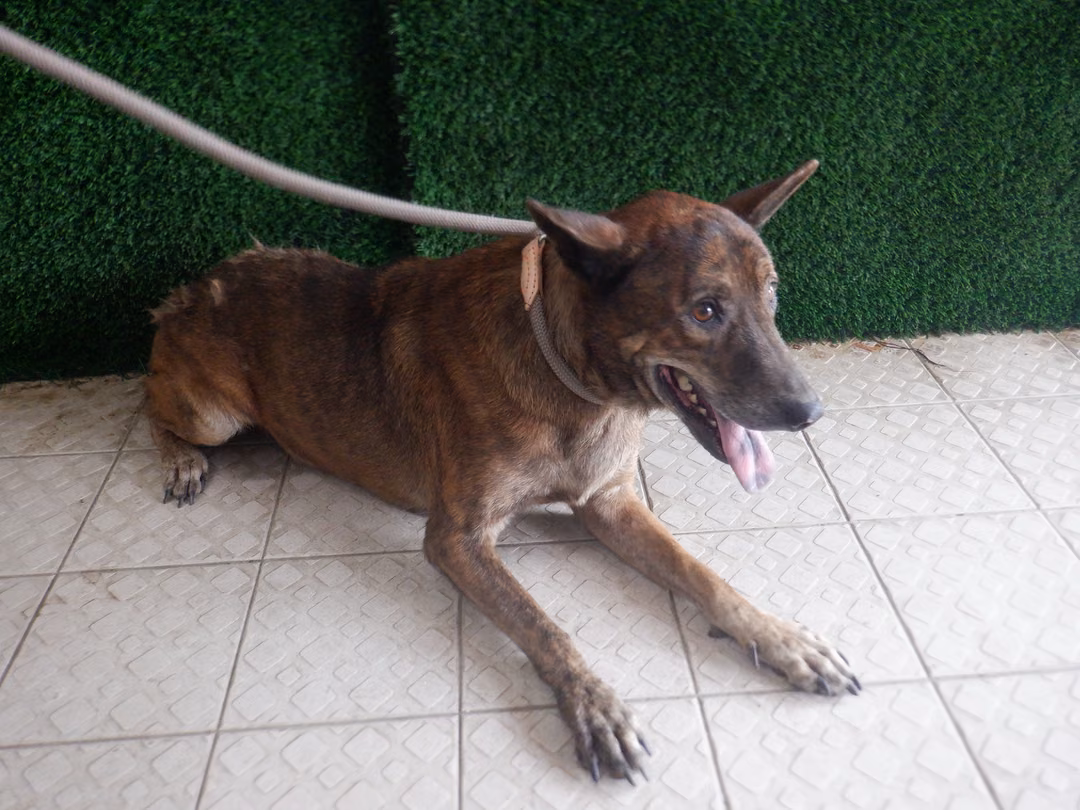 Tabby adult female mixed-breed dog, Medium, shelter no. …3716