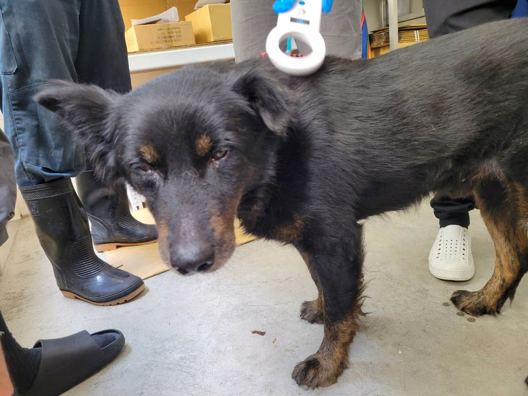 Black-and-brown adult male mixed-breed dog, Medium, shelter no. …0706