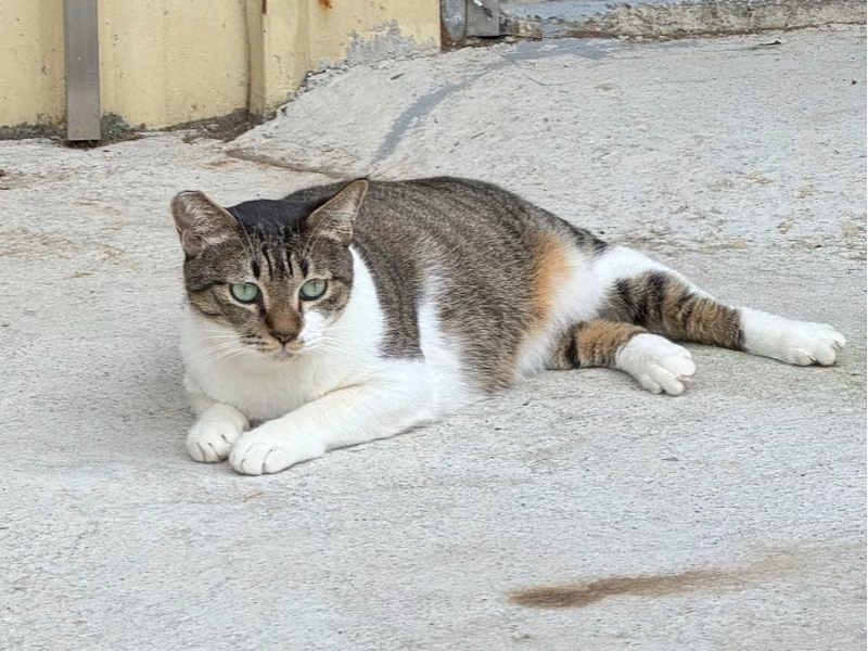 Tabby-and-white adult female mixed-breed cat, Medium, shelter no. …5004