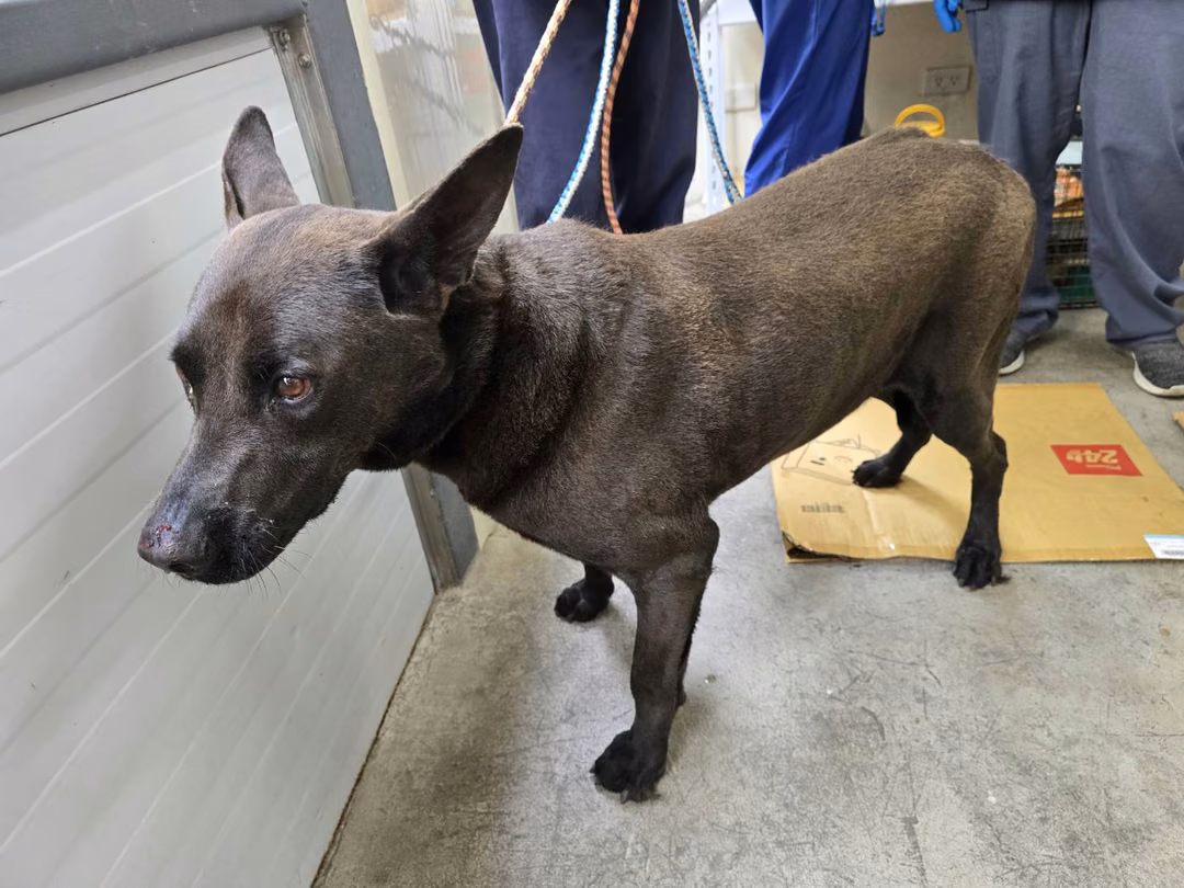 Black adult male mixed-breed dog, Medium, shelter no. …2705