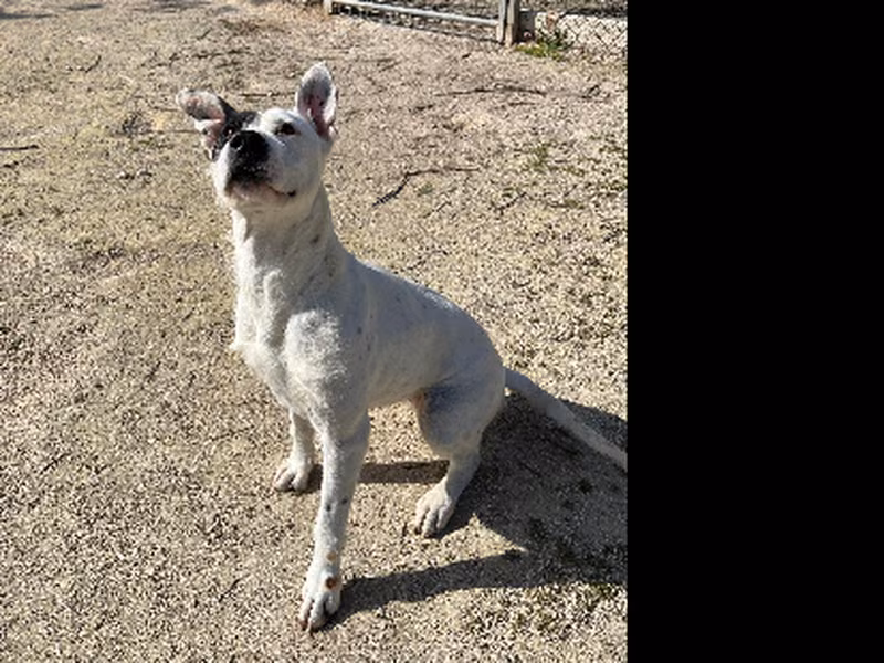 Dara, Adult · Female · Large · American Staffordshire Terrier