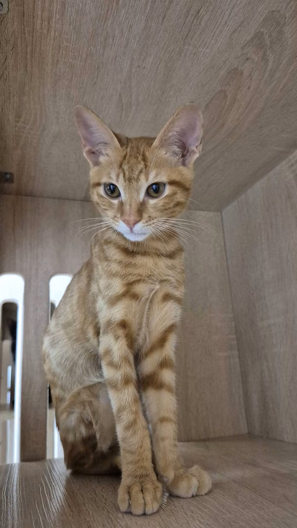 Orange tabby young male mixed-breed cat, Small, shelter no. …3005
