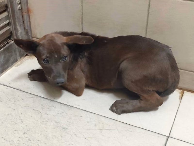 Black young female mixed-breed dog, Medium, shelter no. …2704