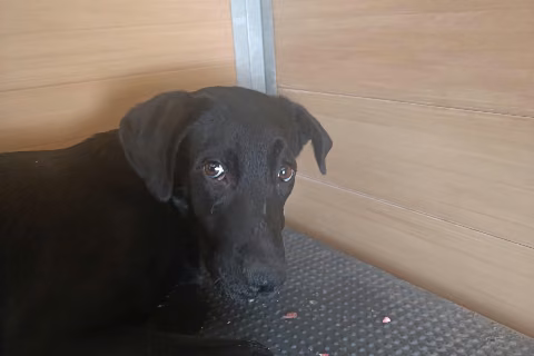 Morico, Adult · Male · Medium · Mixed breed