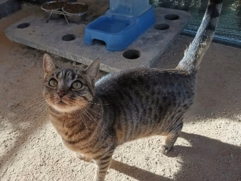 Gala, Adult · Female · European Shorthair