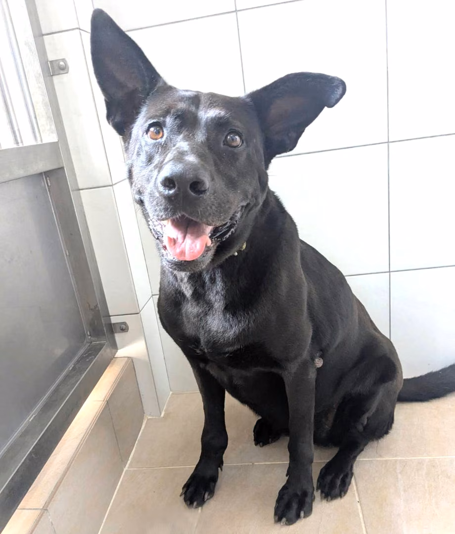 Black adult female mixed-breed dog, Large, shelter no. …8002