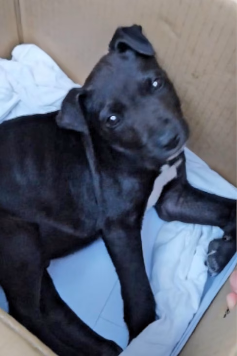 Black-and-white young male mixed-breed dog, Small, shelter no. …0374