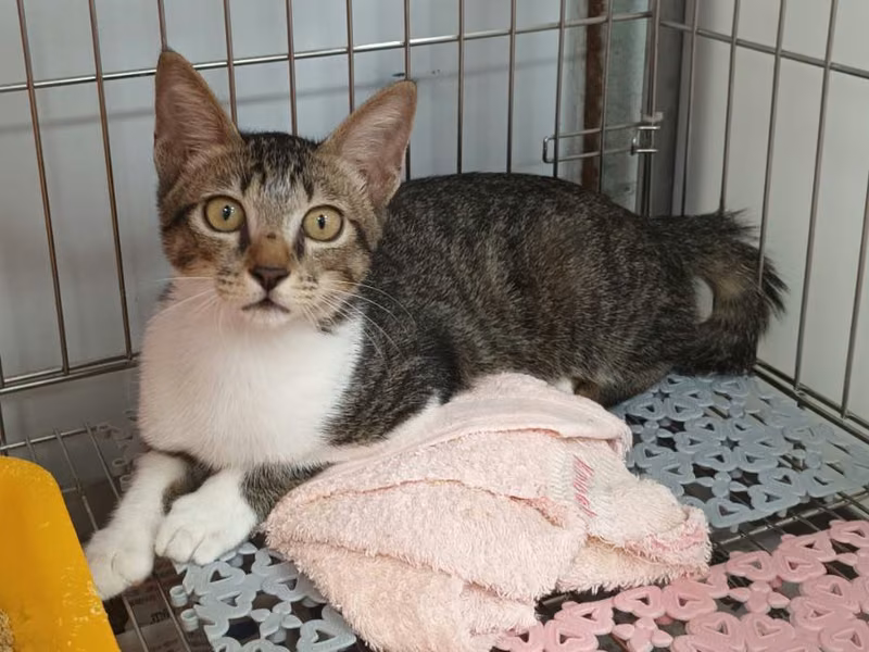 Tabby-and-white young female mixed-breed cat, Small, shelter no. …0701