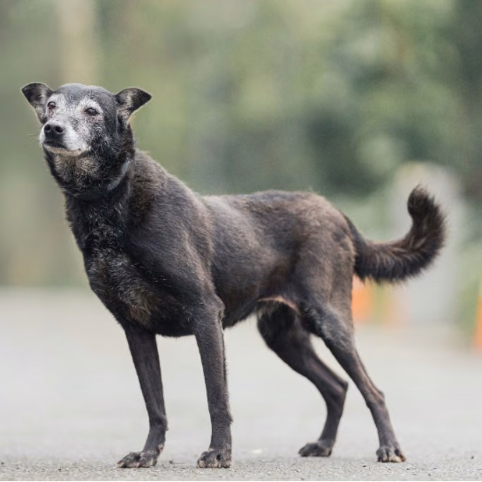 Black adult female mixed-breed dog, Medium, shelter no. …0006