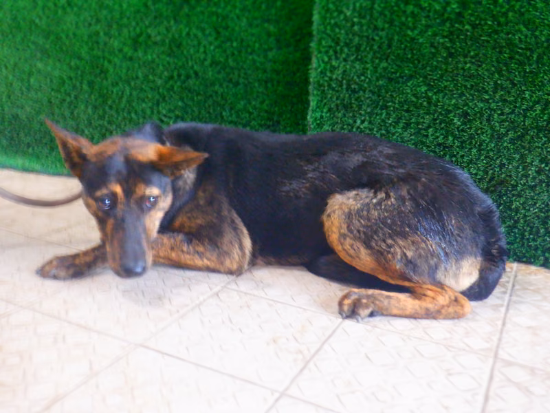 Black-and-brown adult female mixed-breed dog, Medium, shelter no. …6804