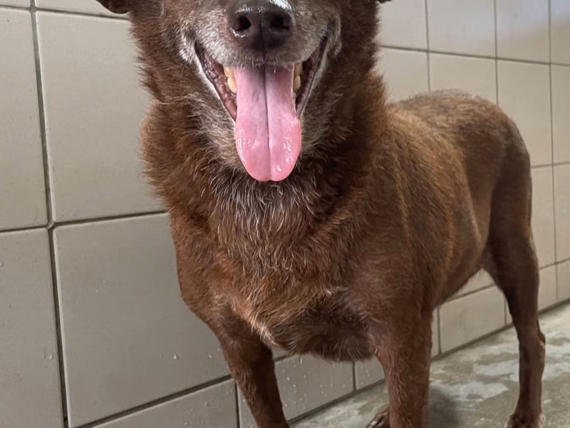 Brown adult female mixed-breed dog, Medium, shelter no. …2008