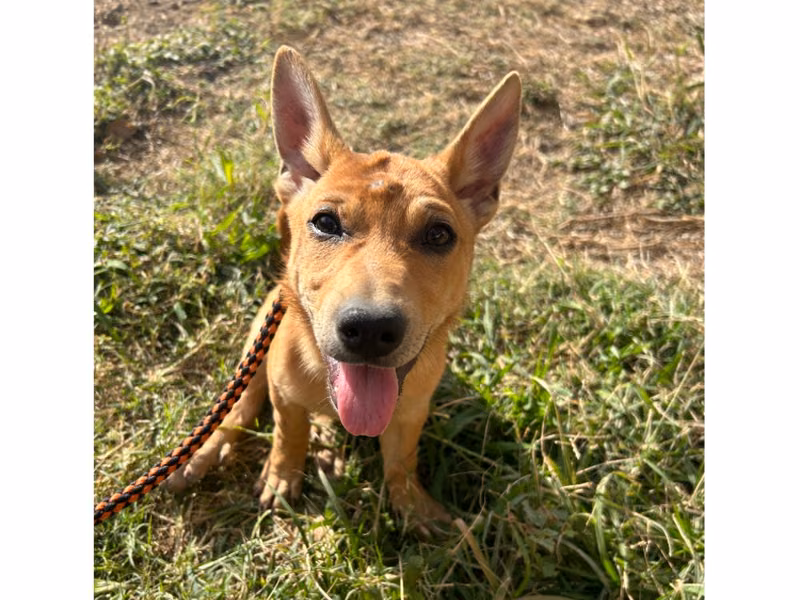Tan adult female mixed-breed dog, Medium, shelter no. …7037