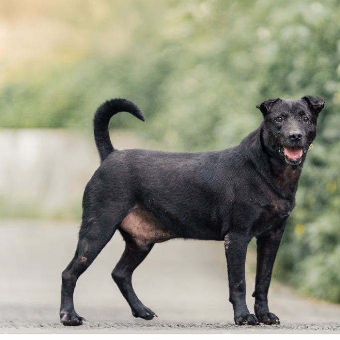 Black adult male mixed-breed dog, Large, shelter no. …6005