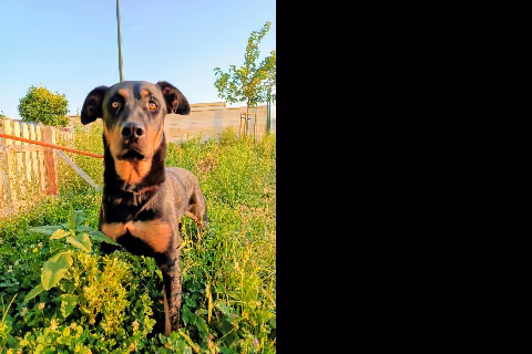 Kleya, Adult · Female · Mixed breed
