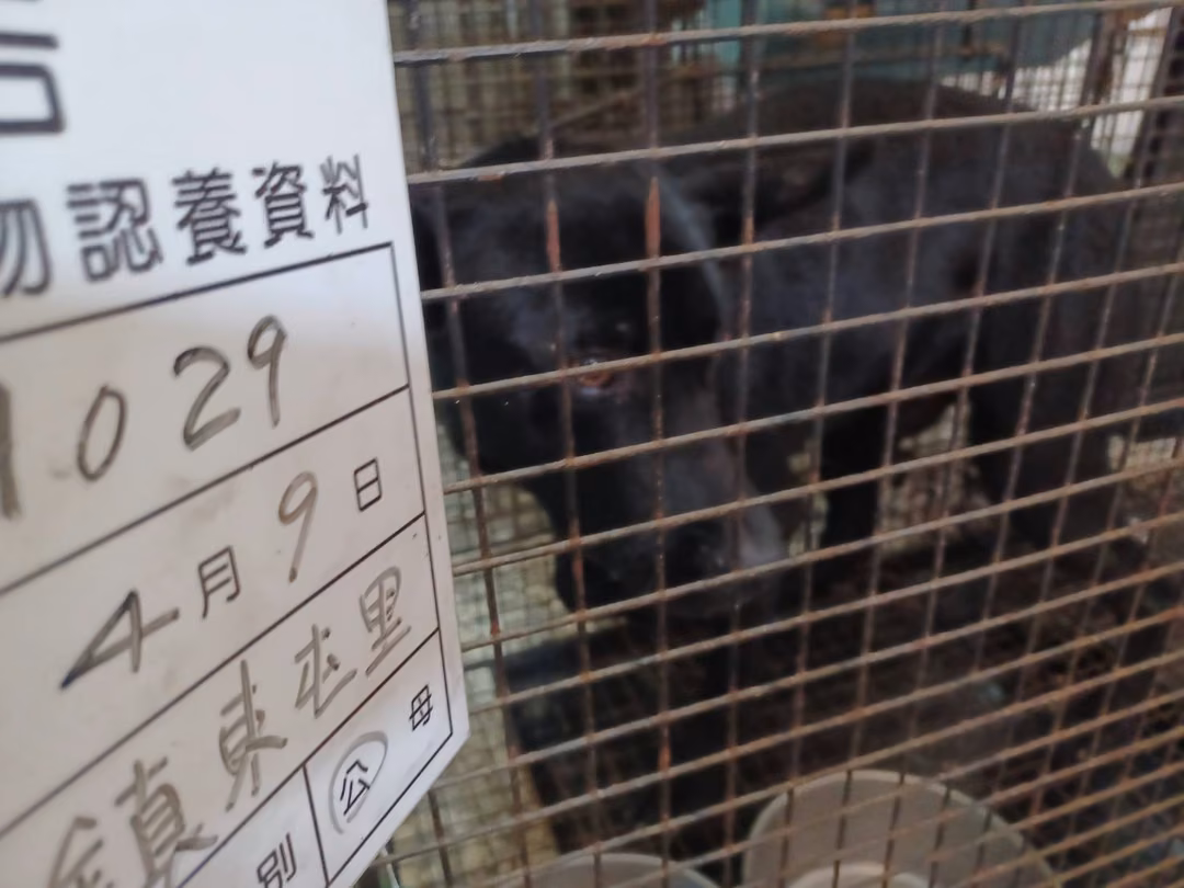 Black adult male mixed-breed dog, Large, shelter no. …029D