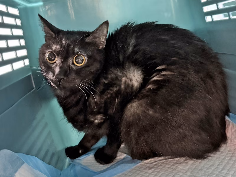 Black adult male mixed-breed cat, Small, shelter no. …2306