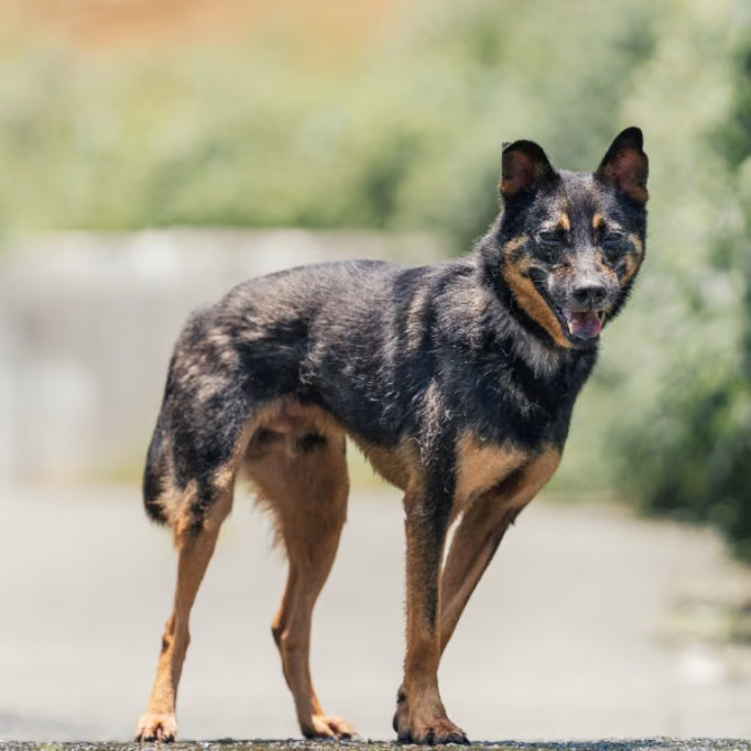 Black-and-tan adult male mixed-breed dog, Medium, shelter no. …7001
