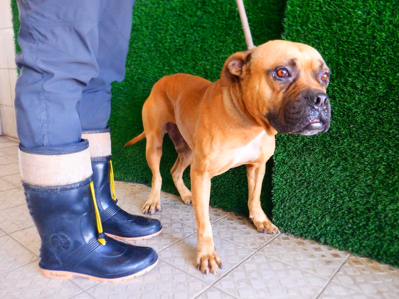 Tan adult male mixed-breed dog, Medium, shelter no. …8773