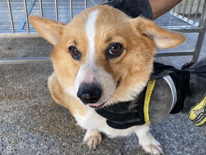 Patched adult male Welsh Corgi, Medium, shelter no. …4-05