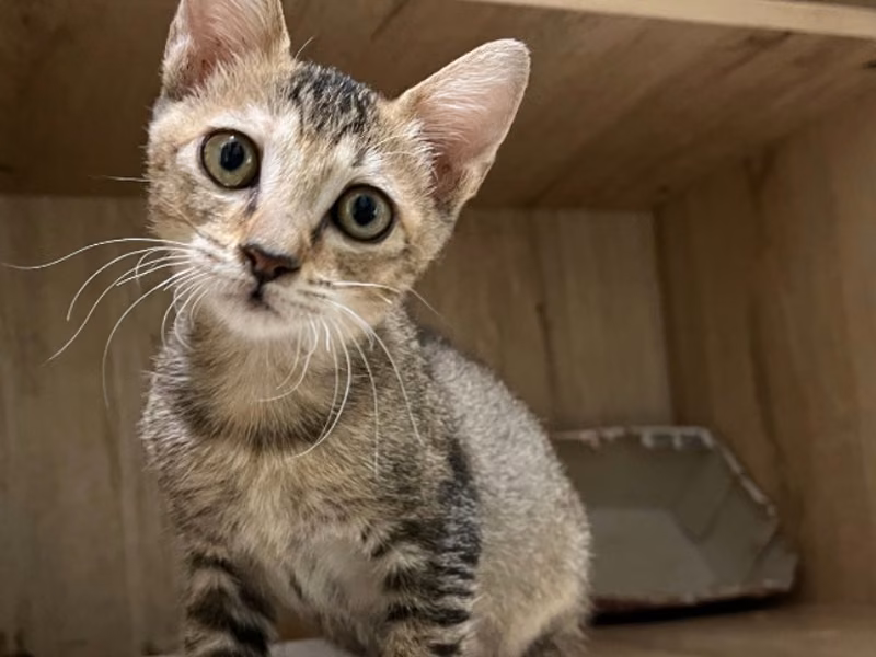 Tabby young female mixed-breed cat, Small, shelter no. …0003