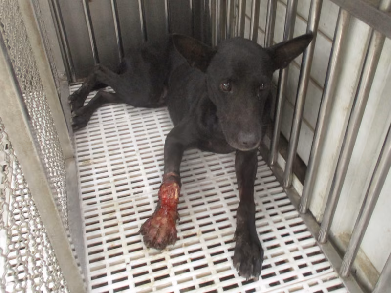 Black adult female mixed-breed dog, Medium, shelter no. …1087