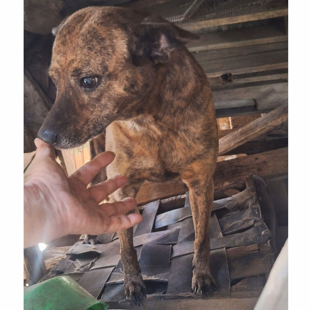 Black-and-tan adult male mixed-breed dog, Large, shelter no. …032D