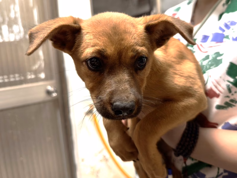 Tan adult female mixed-breed dog, Medium, shelter no. …13-1
