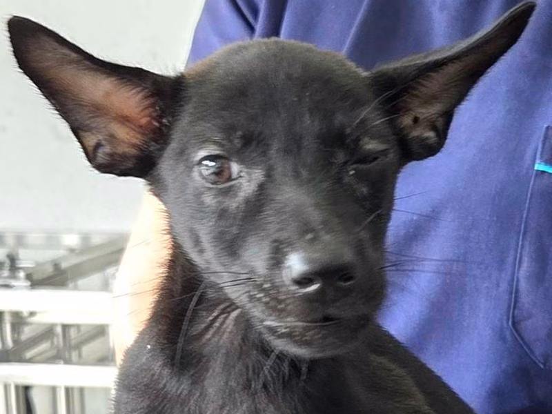 Black young female mixed-breed dog, Medium, shelter no. …1004